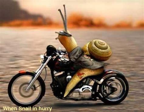 funny snail pictures |Funny Animal