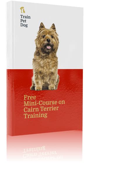 Cairn Terrier Temperament, Training, & More | TrainPetDog