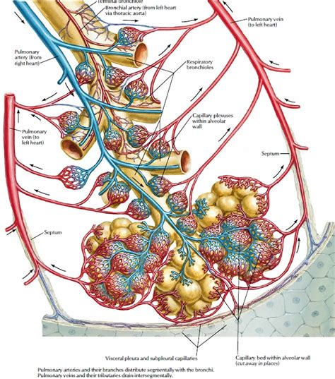 Pulmonary vein anatomy, function, location, ablation, stenosis & thrombosis