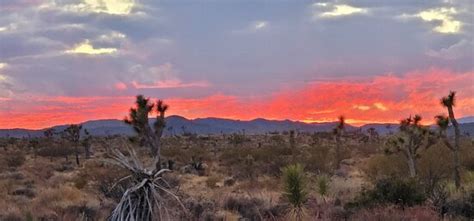 Cottonwood Spring Oasis (Joshua Tree National Park) - 2021 All You Need ...