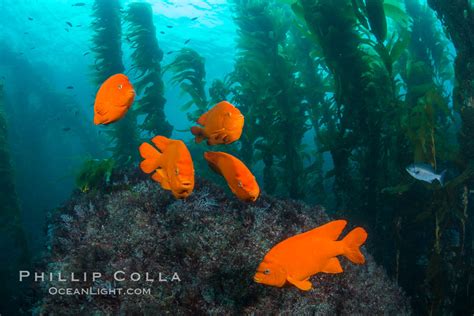 Garibaldi in kelp forest, Catalina Island, California, #34175