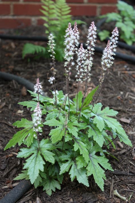 Lucy Littler: What Perennials Like Full Shade : Best Perennials for Shade | Better Homes ...