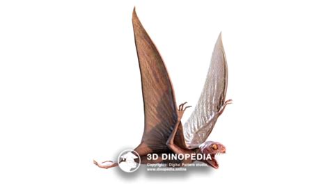 Anurognathus | 3D Dinopedia