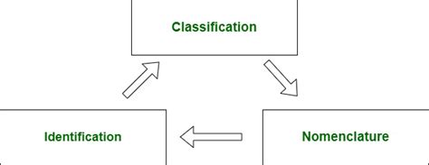 Binomial Nomenclature Examples Of Animals