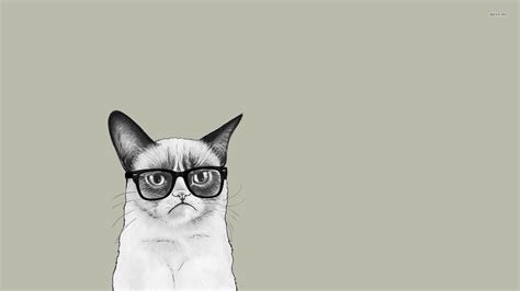 25 Cat with Glasses Wallpapers - Wallpaperboat