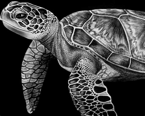 Image result for how to draw a realistic sea turtle | Sea turtle ...