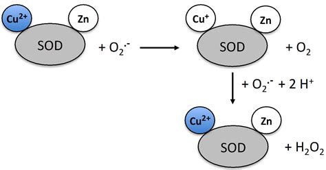 Superoxide Dismutase and Oxidative Stress in Amyotrophic Lateral Sclerosis | IntechOpen