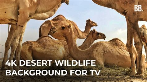 4K Desert Safari & Relaxing Wild Sounds | 4K Deserts Relaxation Film | Wildlife Animals ...