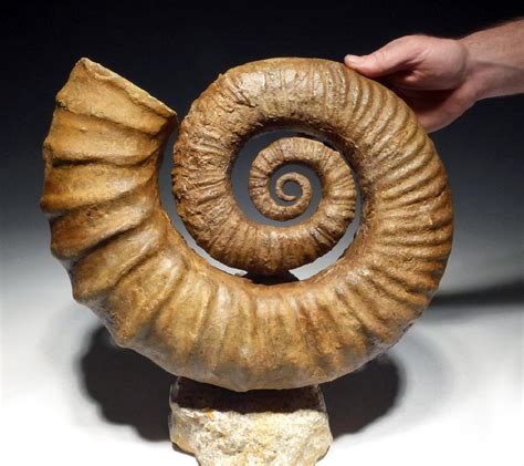 Rare Mesozoic Open Coil Heteromorph Ammonite Fossil - May 24, 2018 ...