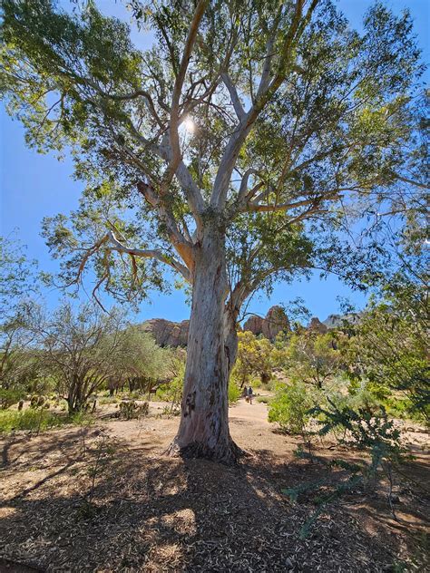 Branching Out: How To Make The Most Of Your Arboretum Adventure | by Mary Gallagher ...