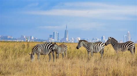 Nairobi National Park | Authentic, Wild, African Safaris