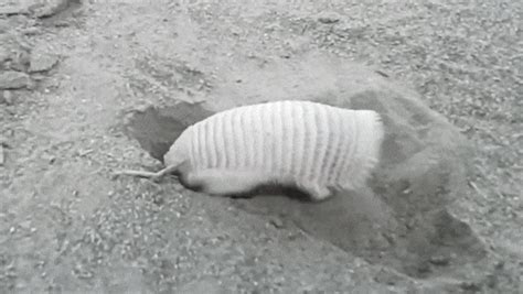 armadillo | GIF | PrimoGIF