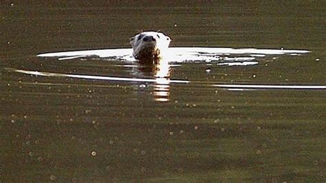 River otters a rare sight in Texas, but getting less so