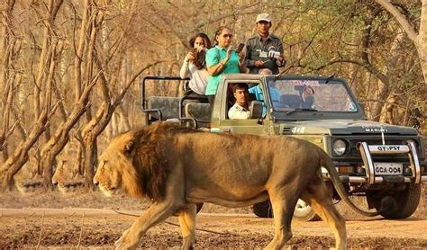 Wildlife Safari in India | Top 10 Wildlife Safari Park in India