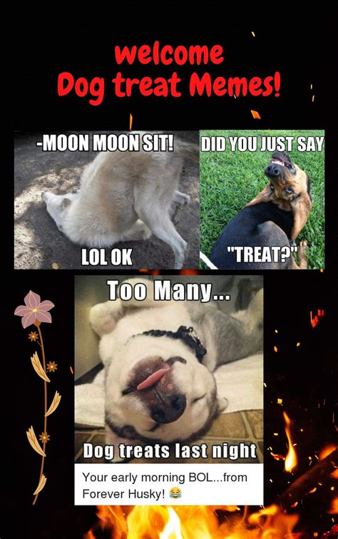 The Dog Treat Memes Book - Viral Dog Jokes: Dog Memes, Funny Memes, Animal Memes, Cat Memes ...