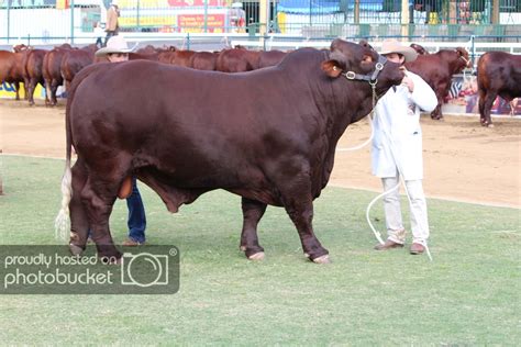 Bos indicus breeds at the 2016 Ekka | CattleToday.com - Cattle, Cow & Ranching Community