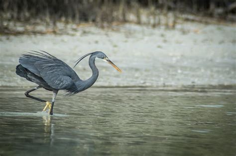 Mangrove Birds | Flickr