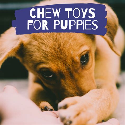 The Best Chew Toys for a Teething Puppy | PetHelpful