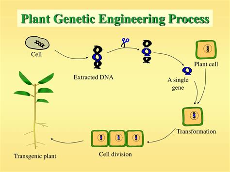 PPT - The Plant World and Genetic Engineering PowerPoint Presentation, free download - ID:3015974