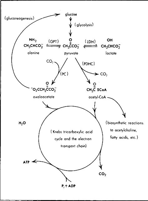 Figure 1 from Disorders of pyruvate metabolism | Semantic Scholar