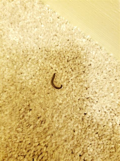 Little worms in the house?!?! Can anyone tell me why these little worms ...