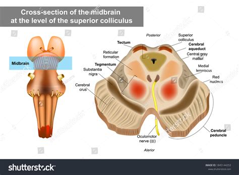 40 Mesencephalon Images, Stock Photos & Vectors | Shutterstock