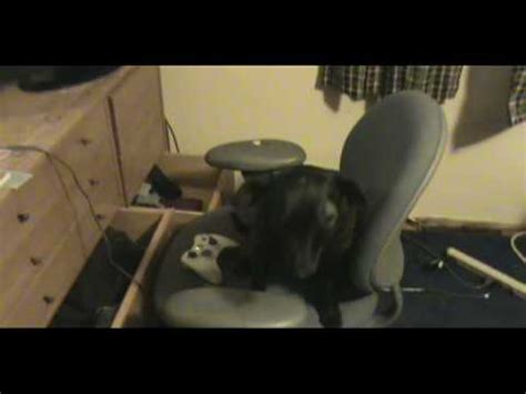 Amazing dog playing Xbox! - YouTube