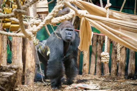 A Critically Endangered Baby Gorilla Has Been Born At London Zoo