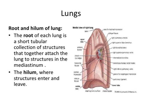 Root Of The Lung - cloudshareinfo