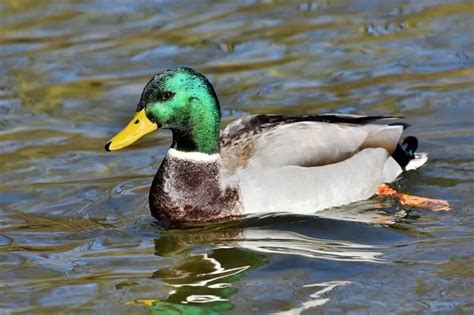 Ducks in Ohio (18 Species With Pictures) - Bird Feeder Hub