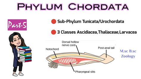 Part-5 Classification of Urochordata/Tunicata/Sea Squirts|3 Classes ...