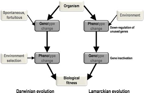 Frontiers | Lamarckian evolution of the giant Mimivirus in allopatric laboratory culture on ...