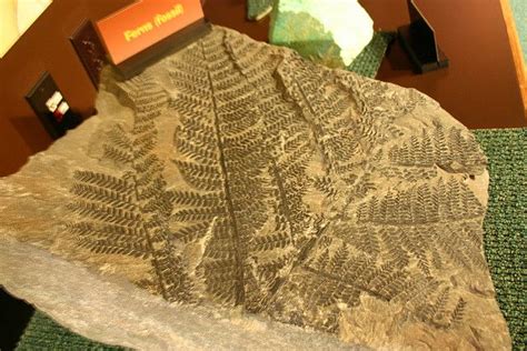 Fossilized Ferns | Fossils, Palaeontology, Prehistoric animals