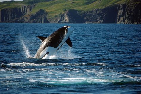 10 Reasons Why a Zodiac is the Best Whale Watching Tour Boat