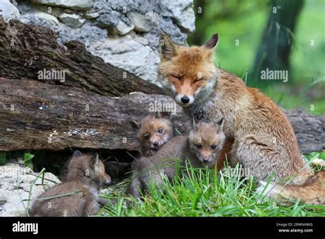 Red fox cubs Stock Photo - Alamy