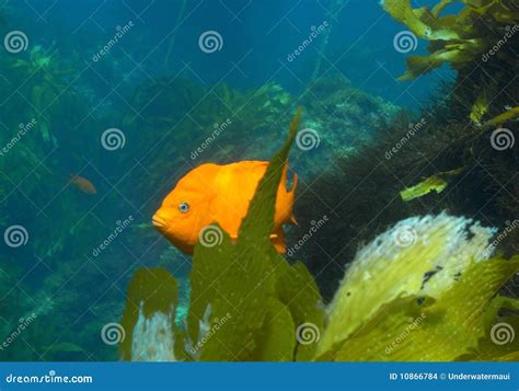 California State Fish stock photo. Image of fish, pacific - 10866784