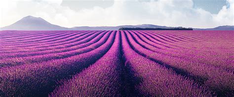 Lavender fields Wallpaper 4K, Lavender farm, Landscape, Planet