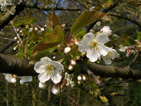 Wild Cherry (Prunus avium) blossom | Wild Cherry (Prunus avi… | Flickr