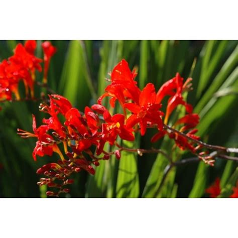 CROCOSMIA MONTBRETIA RED LUCIFER SEEDS - 50 SEEDS