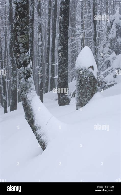 Winter in Bavarian National Park, Germany Stock Photo - Alamy