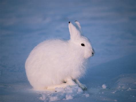 Tundra Arctic Hare