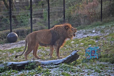 Belfast Zoo (@BelfastZoo) / Twitter