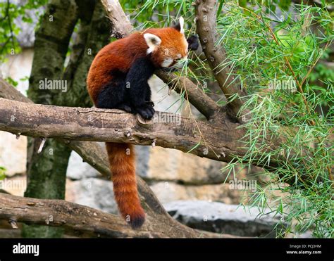 Red panda eating bamboo hi-res stock photography and images - Alamy