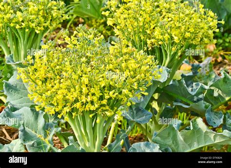 Flowering of cauliflower Stock Photo: 66808635 - Alamy