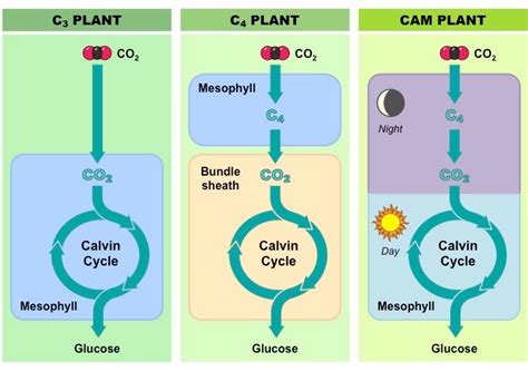 C3, C4 and CAM Plants | BioNinja | Photosynthesis, Plant lessons ...