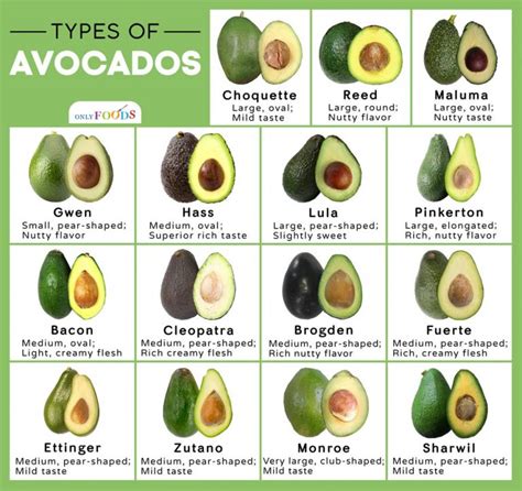 15 Different Types of Avocados Out There You May Not Know About