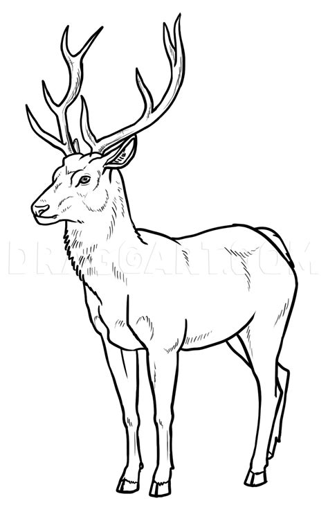 How To Draw Deer, Step by Step, Drawing Guide, by makangeni | dragoart.com Easy Animal Drawings ...