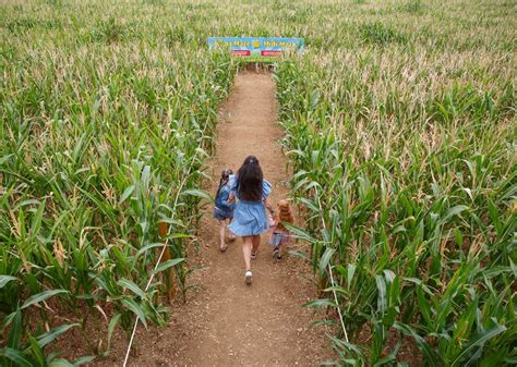 Millets Maize Maze