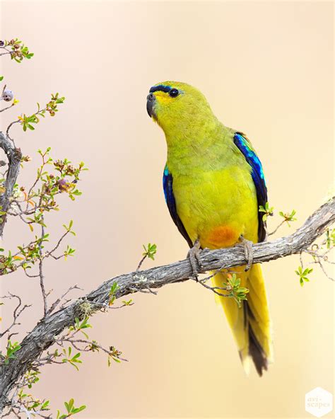 Elegant Parrots Archives - Aviscapes