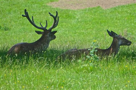 Scottish Red Deer In Scotland Stock Image - Image of scoticus, grasses: 133649799